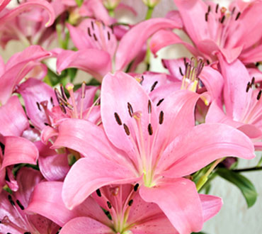 Servicios de Floristera Albia Servicios Funerarios